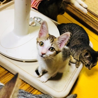 可愛いキジ白！おはぎちゃん。