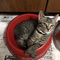 お茶目で笑いを誘うキジトラの心くん！