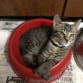 お茶目で笑いを誘うキジトラの心くん！