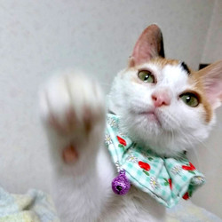 ＊子猫〜1歳くらいのネコ譲渡会＊