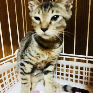 可愛らしいキジトラ女の子！