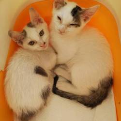 8月18日(土)に愛知県豊橋市で譲渡会！