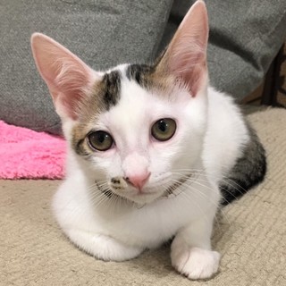 この個性に萌え死ちゅうい♡水玉ちゃん