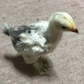 ライトブラマ の雛