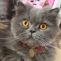 フック