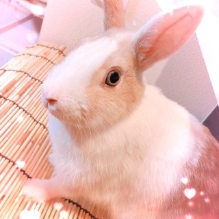 可愛いうさちゃん