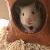 キンクマハムスター メス サムネイル2