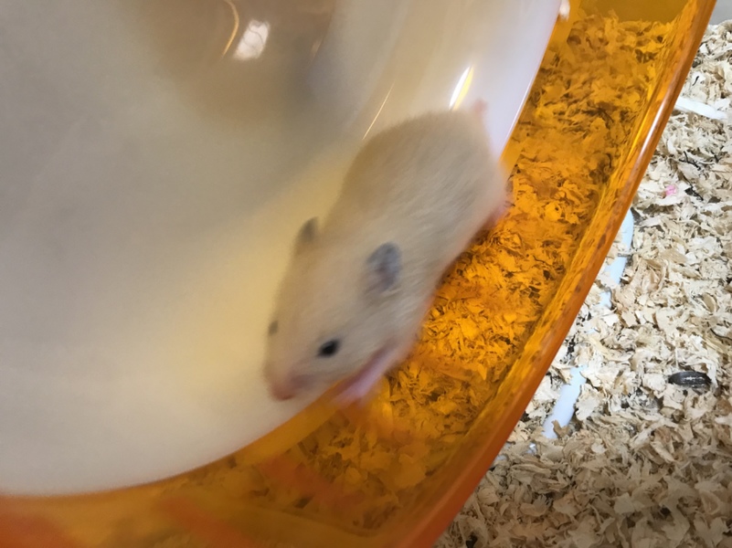 キンクマハムスター メス 大阪府 小動物の里親募集 ペットのおうち 月間利用者150万人