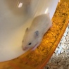 キンクマハムスター メス サムネイル3