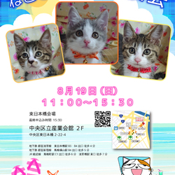 ねこざんまい譲渡会@東日本橋