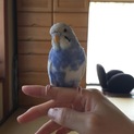 セキセイインコ 1才の女の子