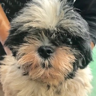 シーズーの女の子