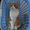 立ち耳スコ♀成猫の里親募集