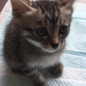 保護した子猫(キジトラ)