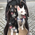 可愛い5兄妹です❣️室内飼育限定でお願い致します。