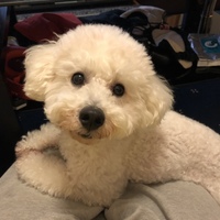 モック
