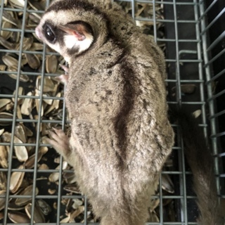 モモンガのモモンガ