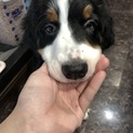 バニの子犬3ヶ月目です。（里親様全頭決まりました