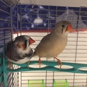 錦華鳥ペアの里親さん募集！！