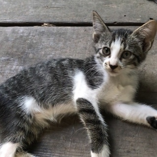 元気いっぱい白キジちゃん！