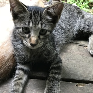 やんちゃなキジトラくん