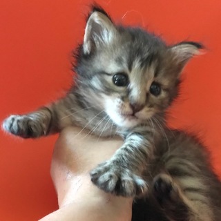 野良の母猫が帰ってきませんでした-1.ゆず