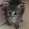 野良の母猫が帰ってきませんでした-1.ゆず サムネイル4