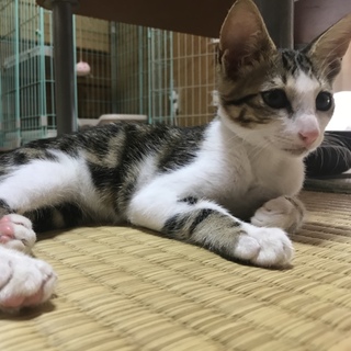 里親様見つかりました