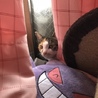 そうぴりか