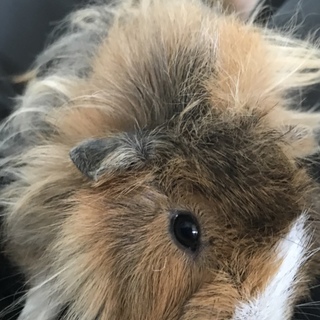 里親募集！！ペルビアンモルモット♂生後3ヶ月半