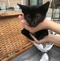 黒猫の女の子です！