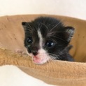 黒白靴下模様の子猫（2週間）