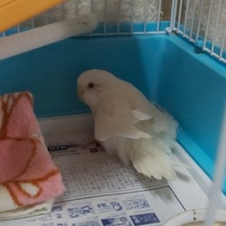 「アルは今日も元気です」サムネイル1