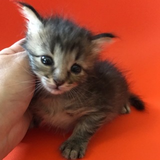 野良の母猫が帰ってきませんでした-2.あんず