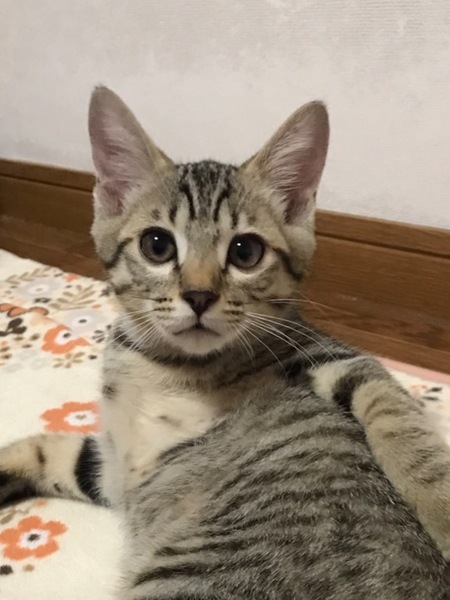 6匹兄妹の子猫です❗️⓵」香川県 - 猫の里親募集(214734