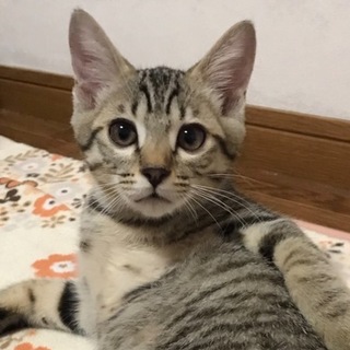 ６匹兄妹の子猫です❗️⓵キジトラ柄