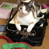 うに