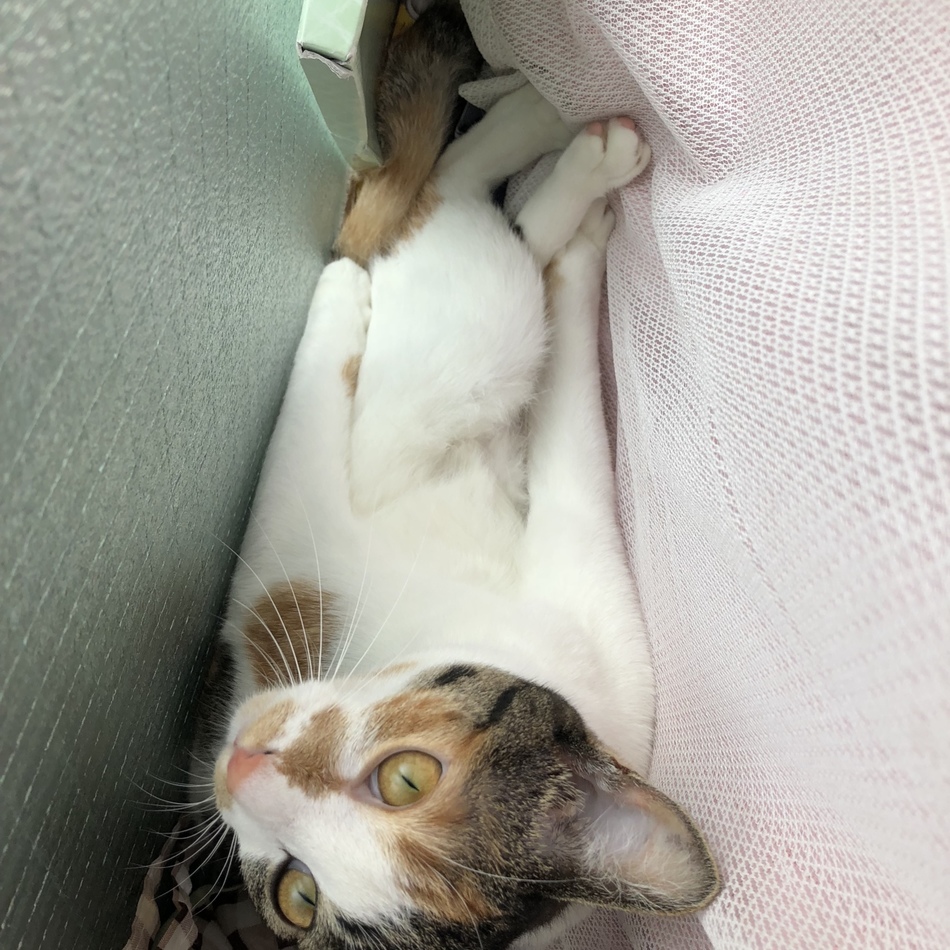 うにのカバー写真