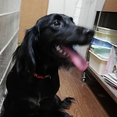黒いセッター のような可 茨城県 犬の里親募集 ペットのおうち 月間利用者150万人