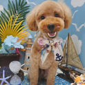 天真爛漫おっきめトイプー2歳オス