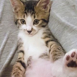 【家康】おかげさまで里親さまが決まりました！