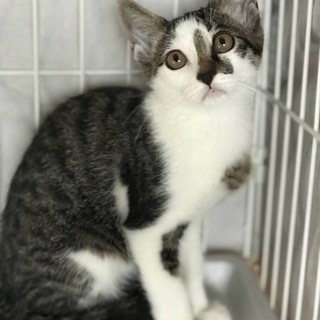 サバシロ　男の子