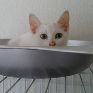 ブルーアイの花ちゃん！（2.5ヶ月の女の子）