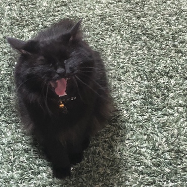 こつゆの写真