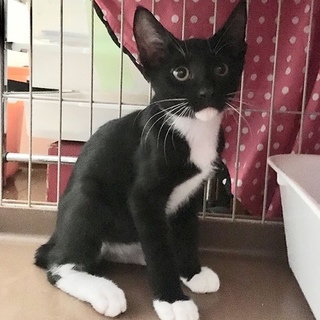 【ニンジャ】おかげさまで里親さまが決まりました！
