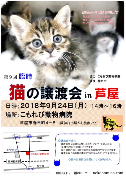 猫の譲渡会 in 芦屋 」（猫のミーナのイベント #5156） :: ペットの 
