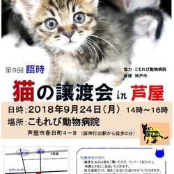 猫の譲渡会 in 芦屋 “ 猫のミーナ ”