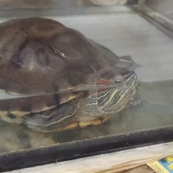 「亀吉君」サムネイル1