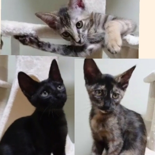 甘えん坊 おっとり兄妹♪