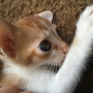 生後1ヶ月〜2ヶ月茶トラ（オス）